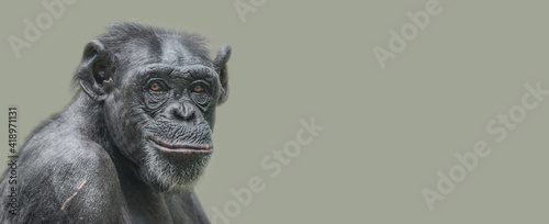 Billede på lærred Banner with a portrait of a happy adult Chimpanzee, smiling and thinking, closeup, details with copy space and solid background
