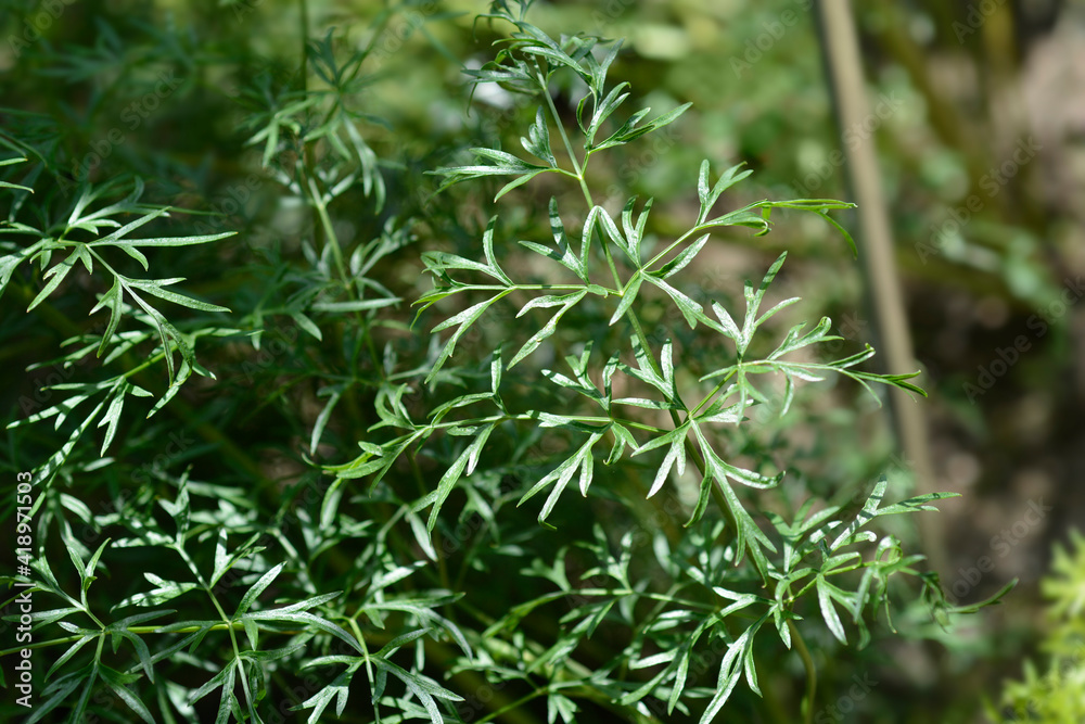 Naklejka premium Common coriander flower