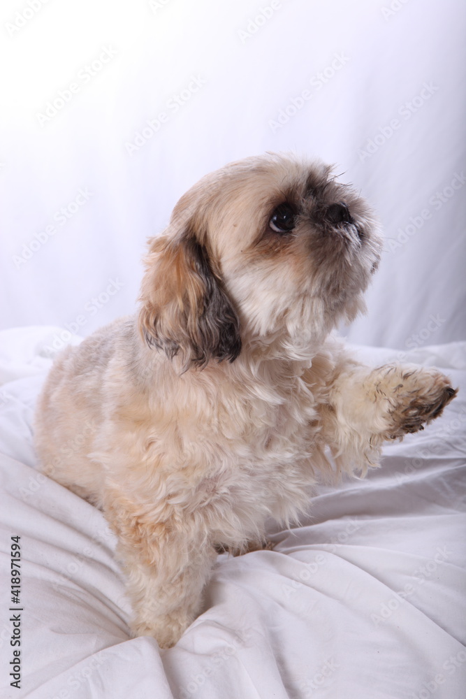 Small Shih Tzu Dog sat on a Pillow with his paw raised in a Studio setting. Small Shih Tzu Dog sat on a Pillow with his paw raised in a Studio setting.