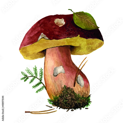 mushroom forest edible illustration watercolor vector