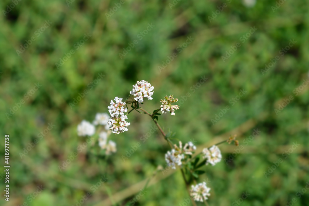Herb canary clover Herb canary clover