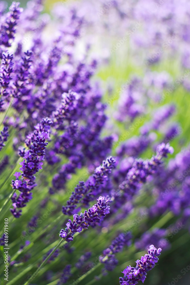 lavender flowers in a garden