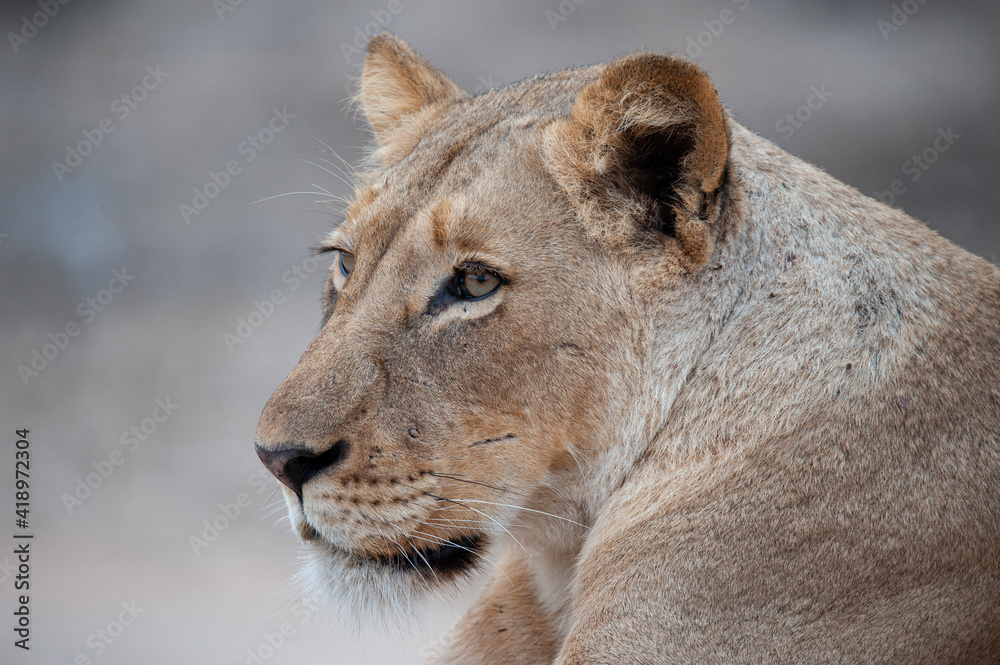 Female Lion seen on a safari in South Africa Female Lion seen on a safari in South Africa