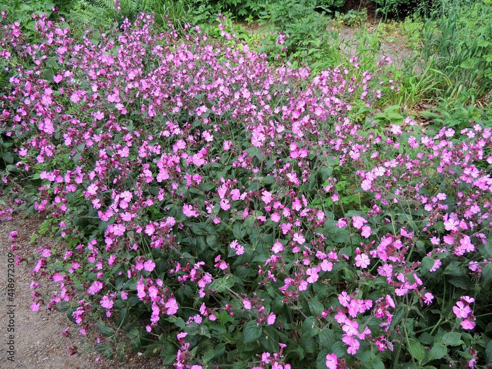 Red campion or red catchfly