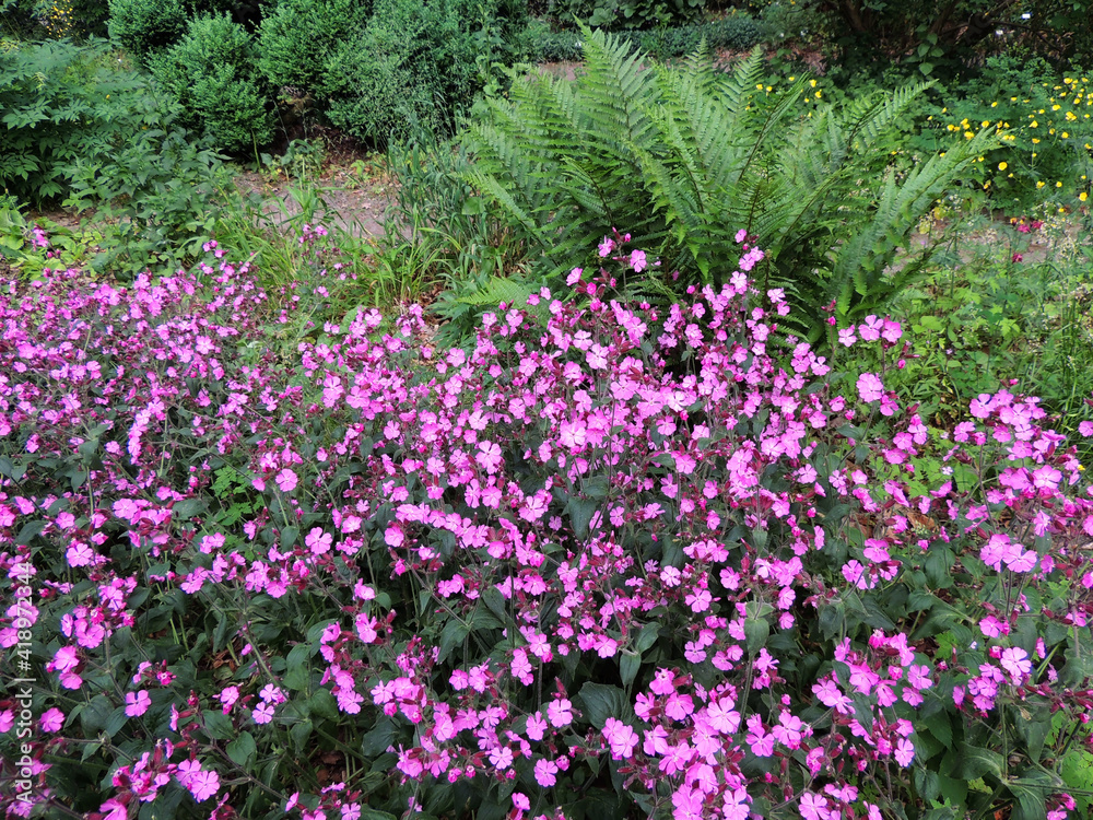 Red campion or red catchfly