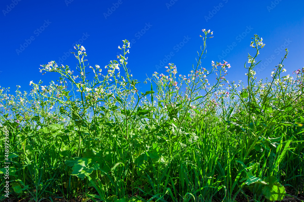 oat plantation, agriculture and development oat plantation, agriculture and development