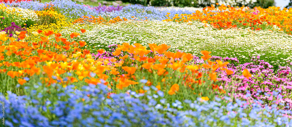 パノラマ素材 春彩畑 花壇風景 新緑 イメージ素材 日本 九州 大分県 くじゅう花公園 年春 Panorama Material Spring Color Field Flowerbed Landscape Fresh Green Image Material Japan Kyushu Oita Prefecture Kuju Flower Park Spring Stock Photo