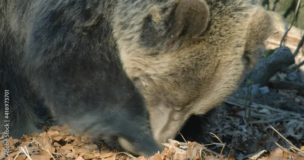 Mother brown bear with two cubs from mountains of Croatia, autumn Mother brown bear with two cubs from mountains of Croatia, autumn
