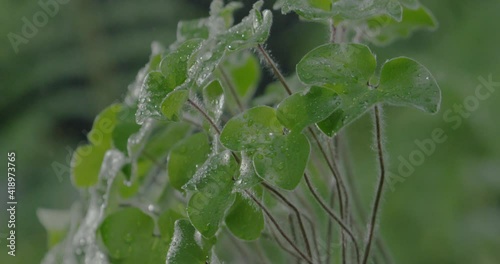 Close-up of liverworth leaves, rain drizzling and blurry fern leaves on black background photo