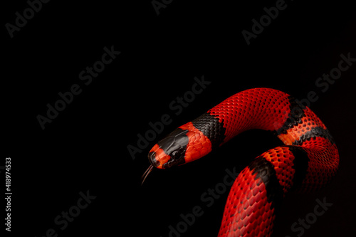 Lampropeltis triangulum, commonly known as the milk snake or milksnake, is a species of kingsnake