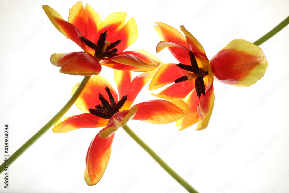 Tulipani isolati su fondo bianco; fiori di colore rosso e giallo screziato