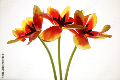 Tulipani isolati su fondo bianco; fiori di colore rosso e giallo screziato photo