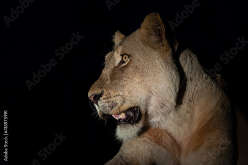 Female lion seen at night on a safari in South Africa