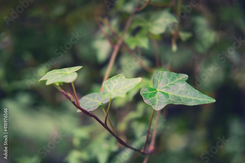 Hedera helix, the evergreen climbing shrub, is a species of ivy in the Araliaceae family