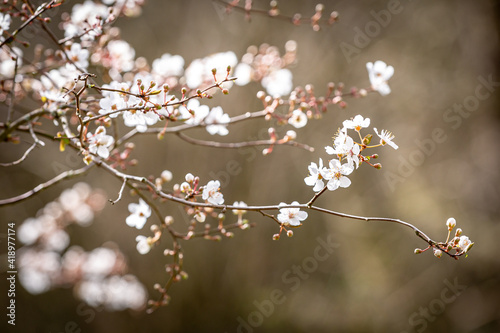 Blossom Flowers on a Blackthorn Bush, also known as Prunus Spinosa, in Early Spring