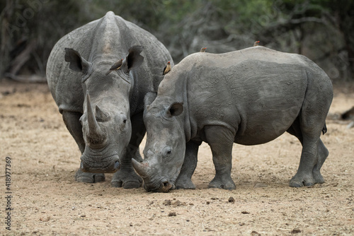 A white Rhino cow and her calf seen on a safari in South Africa © rudihulshof