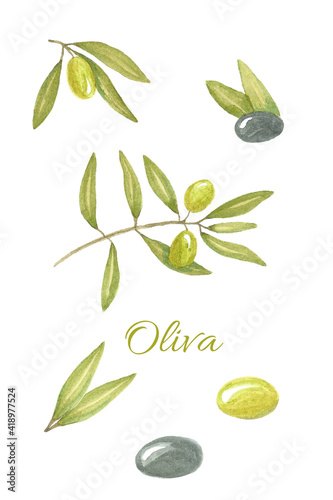 Olive branch painted in watercolor. Drawing by hand
