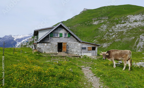 Almhütte mit Kuh, im Hintergrund Berggasthaus Schäfler photo