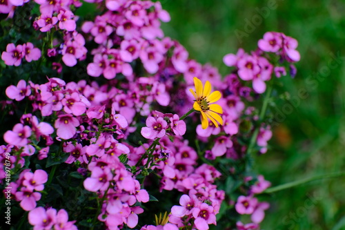 Blüten
