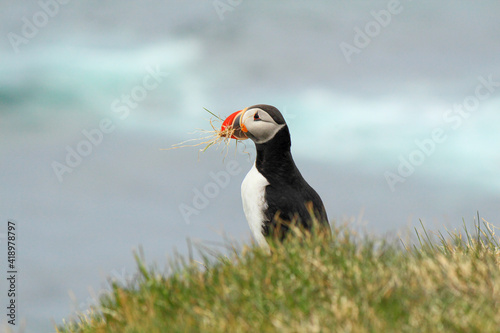 Atlantic puffin at the famous birds breeding place Latrabjarg, carrying grass for the nest © imagoDens