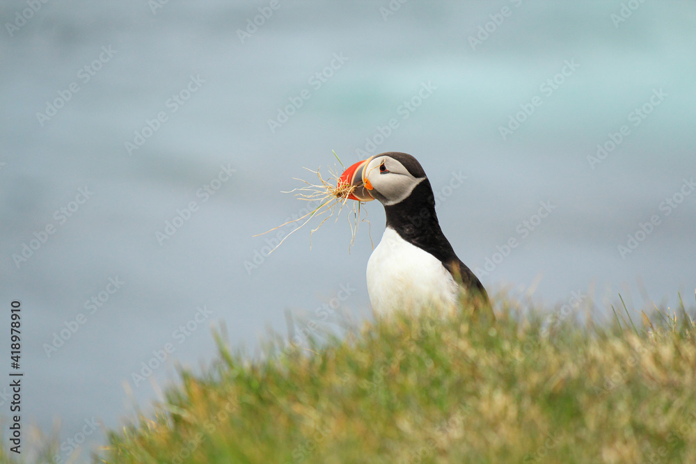 Atlantic puffin at their breeding place Latrabjarg Atlantic puffin at their breeding place Latrabjarg