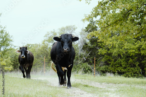 Black beef cattle walking down path through spring pasture in Texas field.