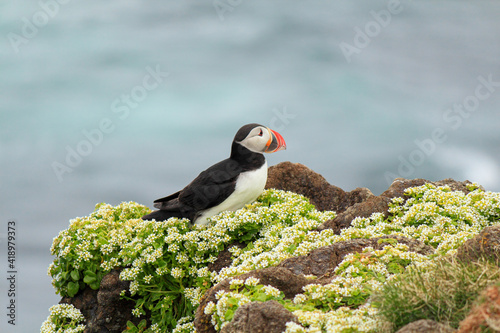 Photography Atlantic puffin at their breeding place Latrabjarg