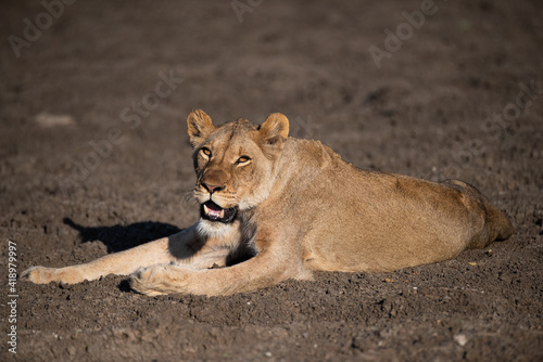 Female Lion seen on a safari in South Africa