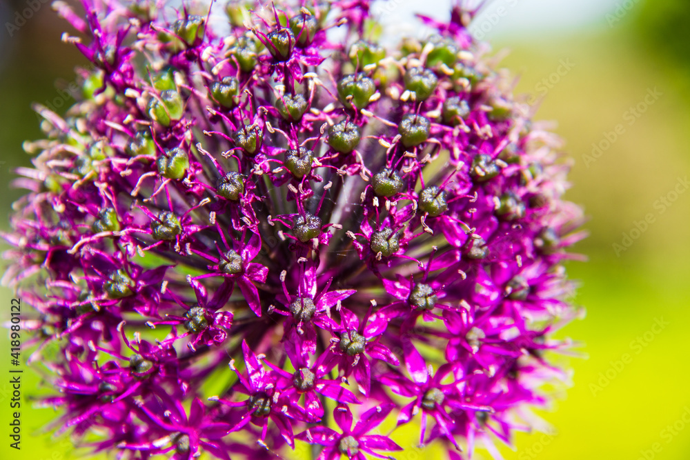 Fototapeta premium close up of flowers