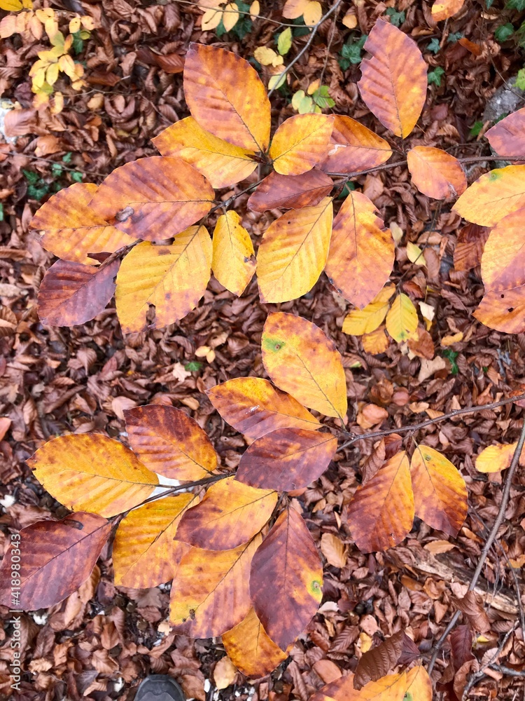 Feuilles d'automne