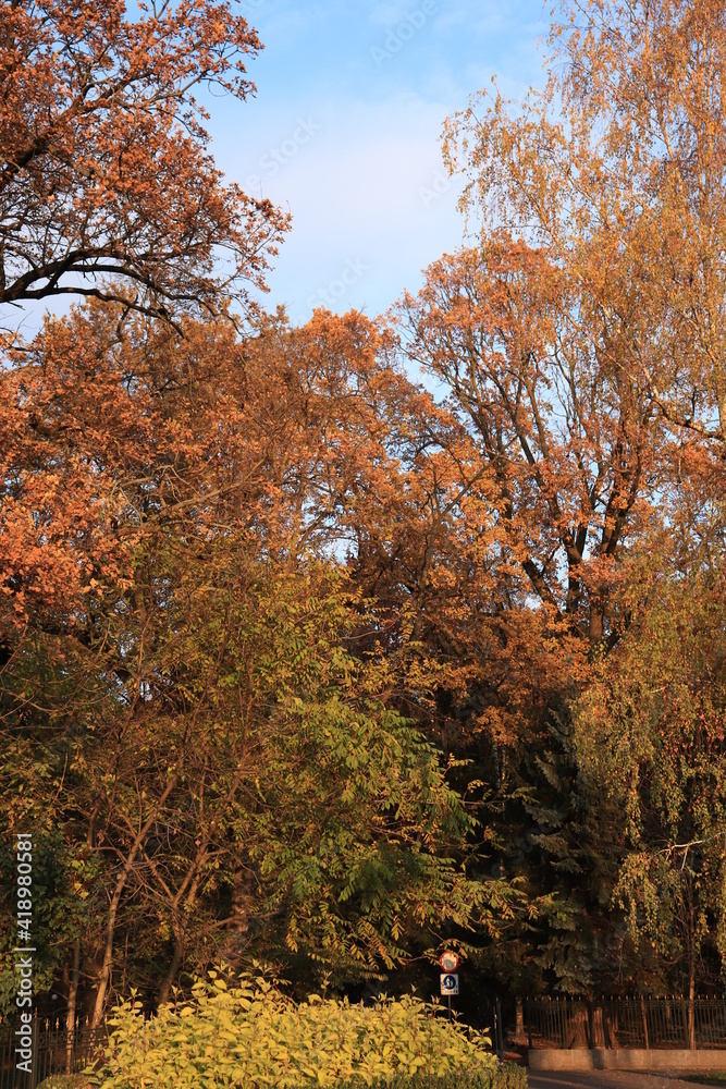 Fototapeta premium autumn in the park