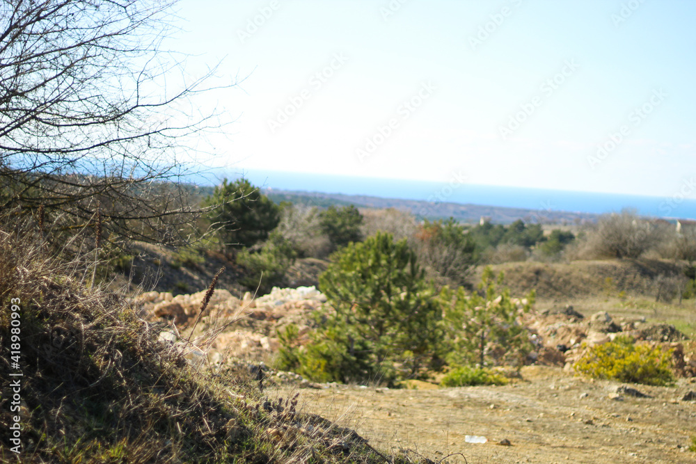 on the edge of a green coniferous forest in spring. on the edge of a green coniferous forest in spring.