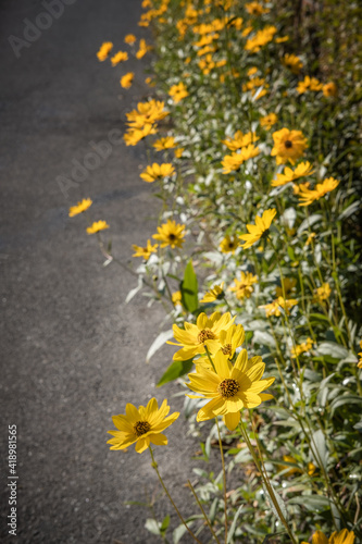 Stauden-Sonnenblume (Helianthus decapetalus)