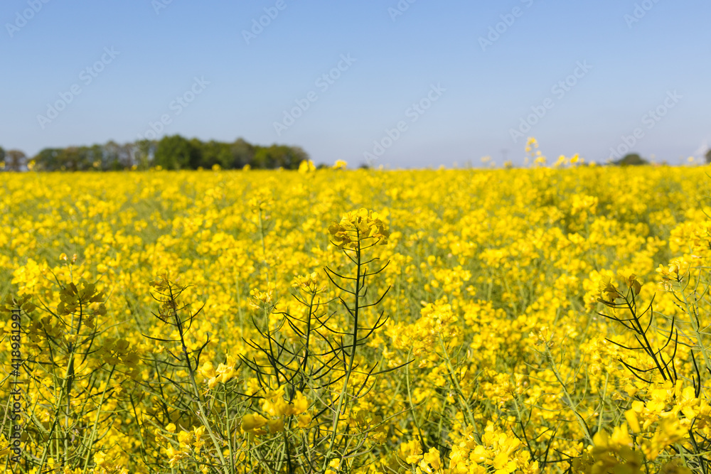 Kulturlandschaft im Frühling, blühendes Rapsfeld, Deutschland Kulturlandschaft im Frühling, blühendes Rapsfeld, Deutschland