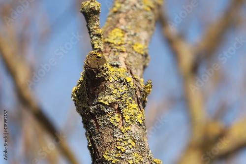 tree trunk with leaves