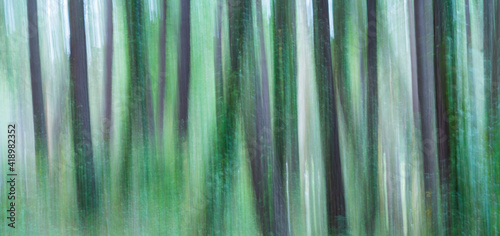 Pine forest  MARITIME PINE - PINO MARITIMO  Pinus pinaster   Dunas de Liencres Natural Park  Cantabrian Sea  Pielagos Municipality  Cantabria  Spain  Europe