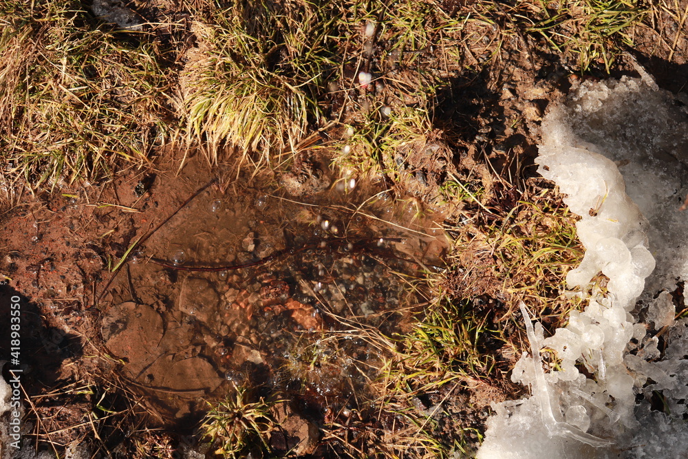 Fototapeta premium ants on the ground