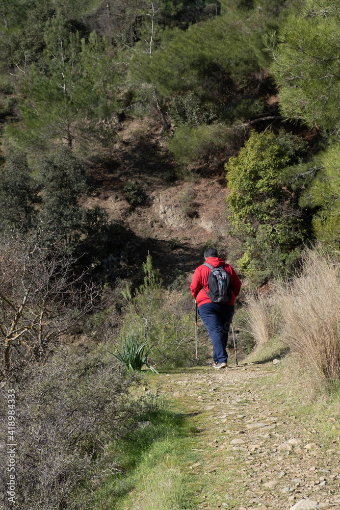 Fototapeta premium Unregognized man hiking on a nature path in the forest. Healthy lifestyle trekking outdoors