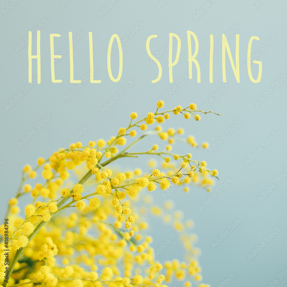 Greeting cspring card. Branches of mimosa. Hello spring concept Greeting cspring card. Branches of mimosa. Hello spring concept