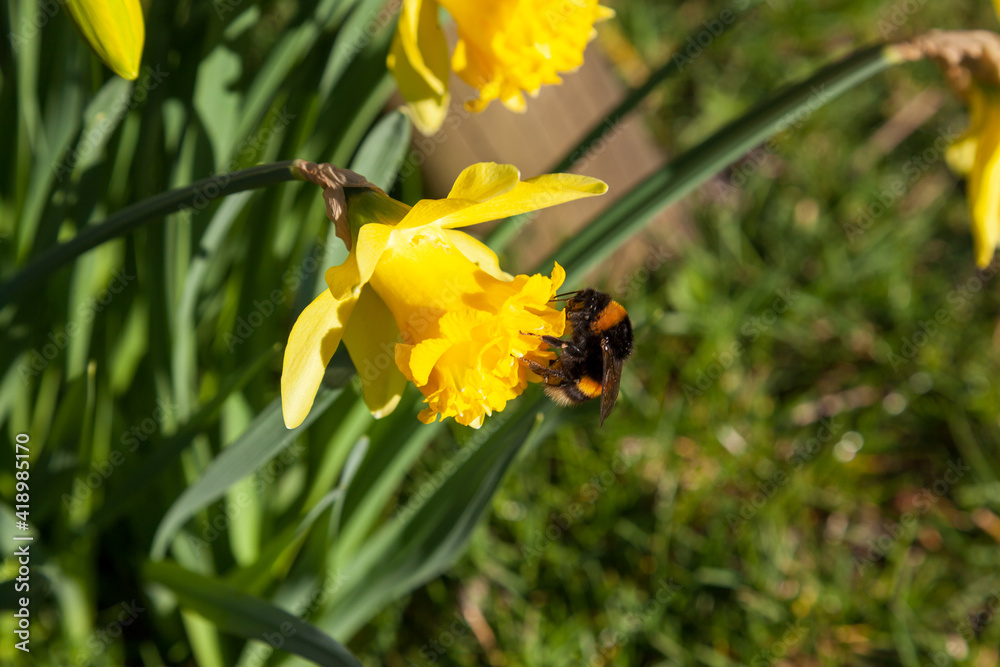 Fototapeta premium bumblebee tulip