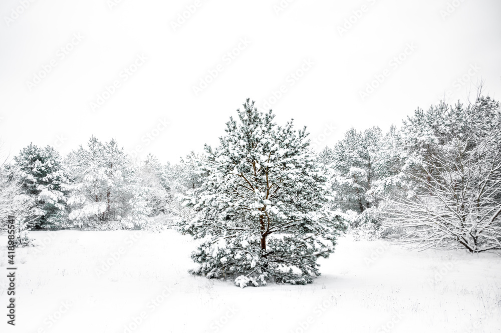 Fototapeta premium Winterlandschaft