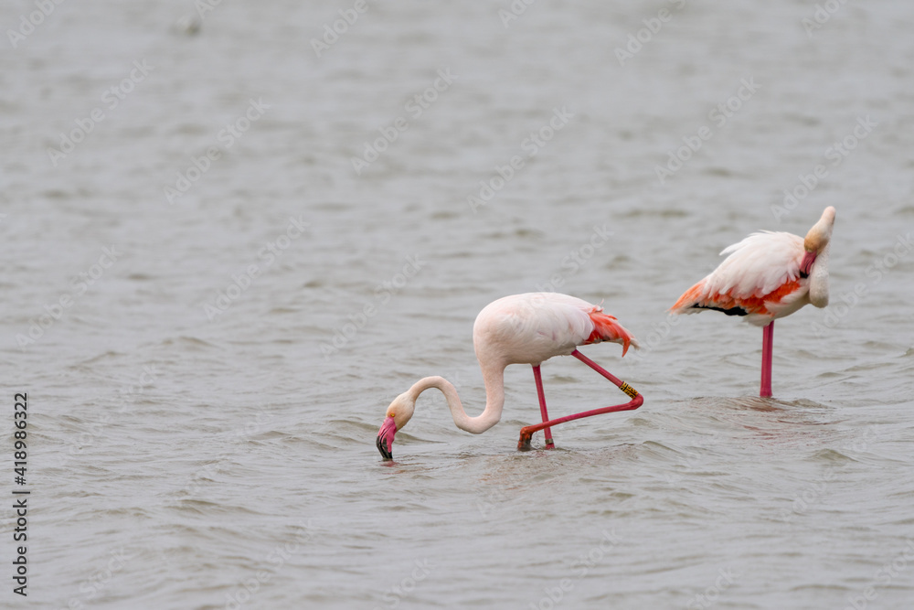 close up view of pink flamingos in the salines of San Pedro del Pinatar in Murcia