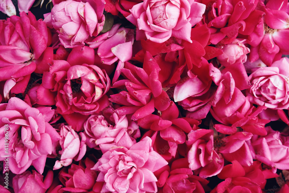 close up of pink roses as pattern background close up of pink roses as pattern background