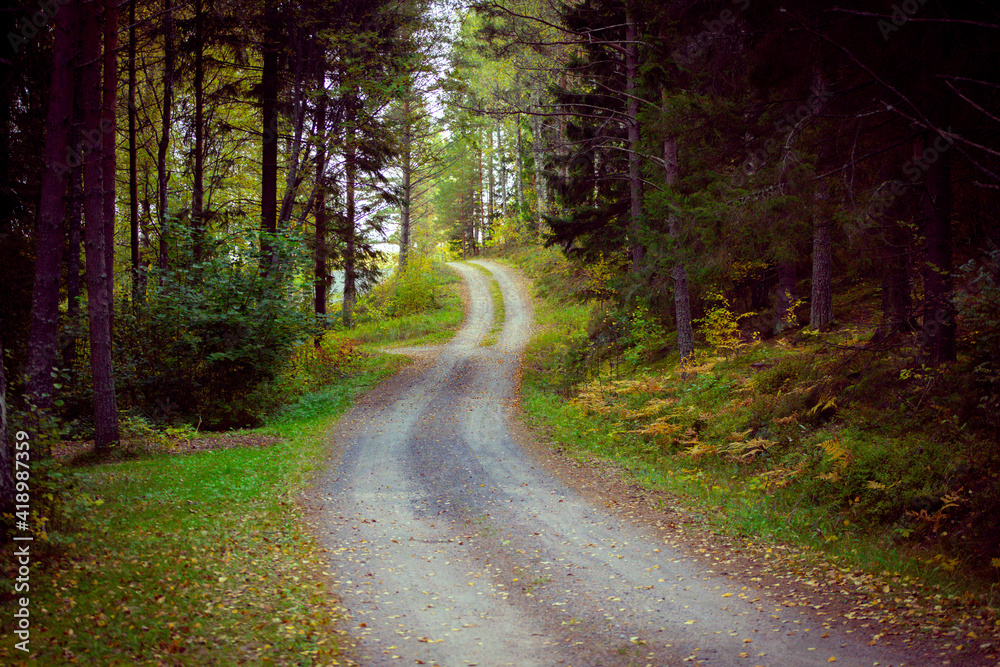 Fototapeta premium road in the woods