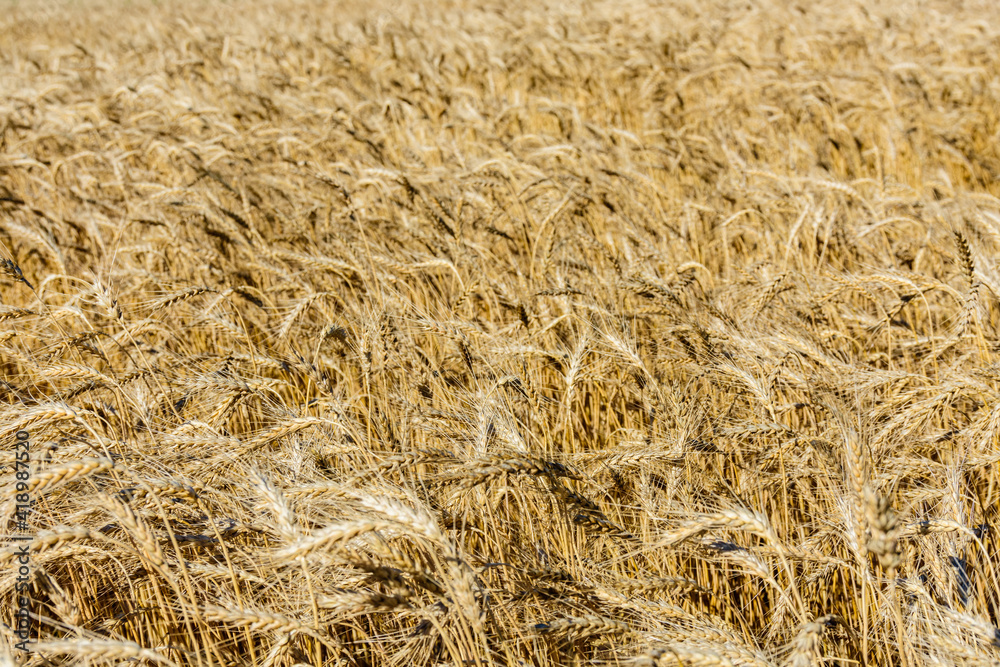 Backdrop of ripe wheat. Agricultural concept Backdrop of ripe wheat. Agricultural concept