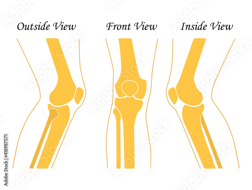 Human knee  leg  front and back view. Vector illustration. Flat design