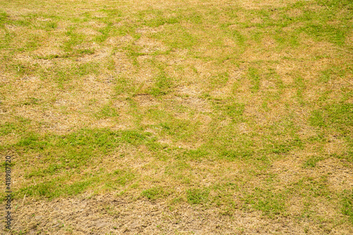 Green and yellow grass texture Brown patch is caused by the destruction of fungus Rhizoctonia Solani grass leaf change from green to dead brown in a circle lawn texture background dead dry grass. photo