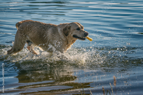 A fawn labrador retriever is playing in the lake.