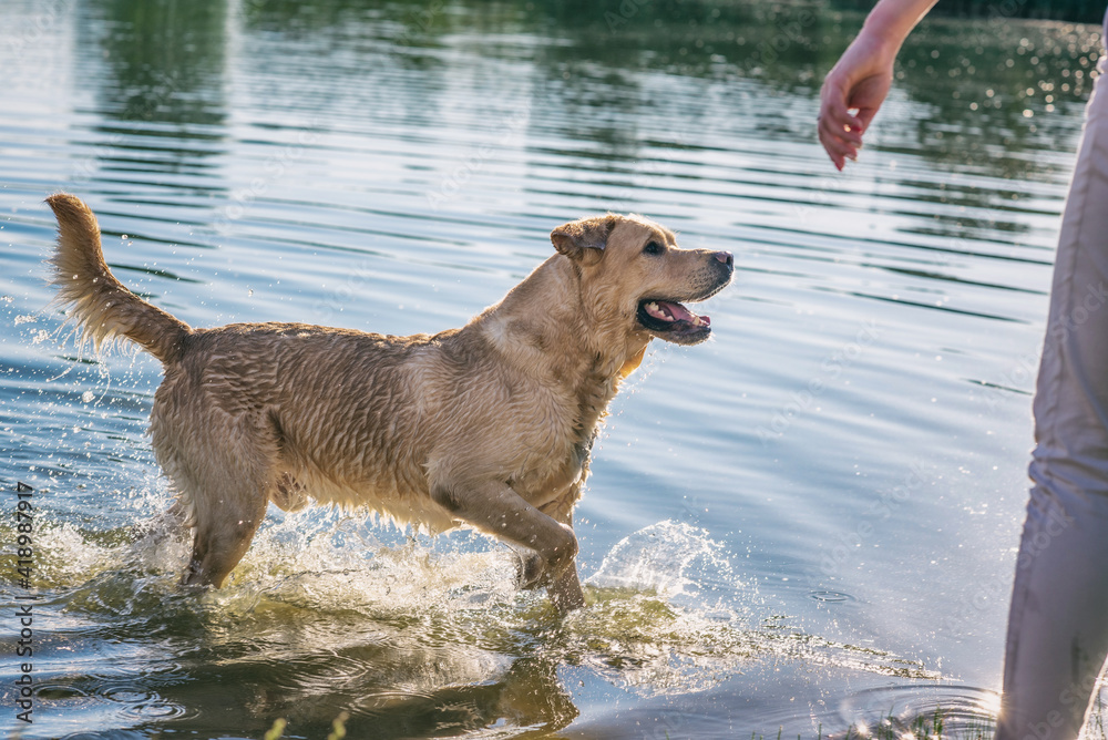 A fawn labrador retriever is playing in the lake. A fawn labrador retriever is playing in the lake.
