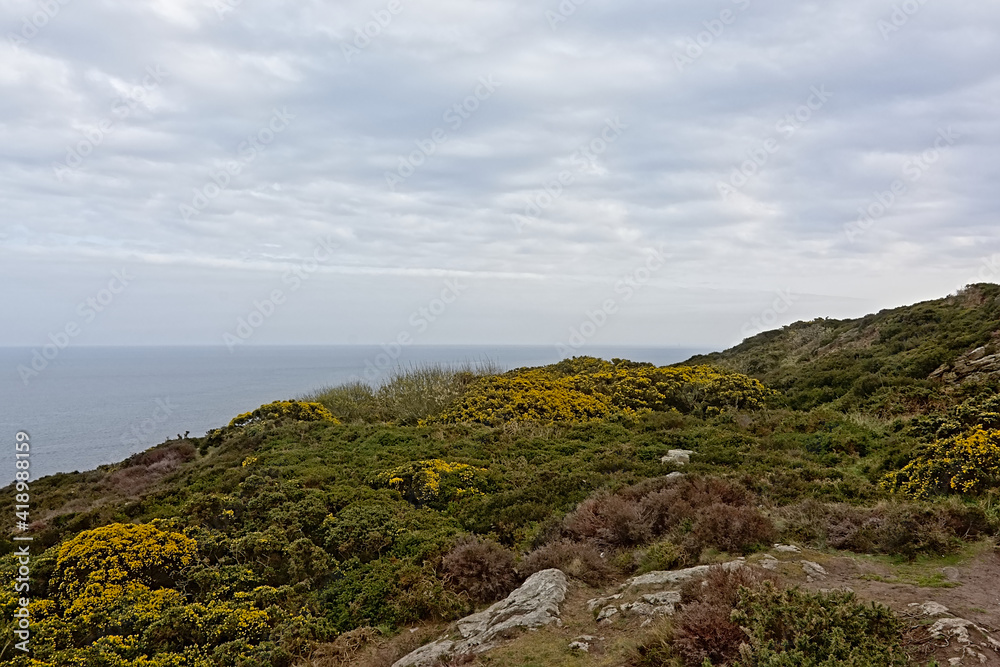 Cliffs along north sea coase of Howth, ireland, with flowering gorse bushes on a cloudy day 